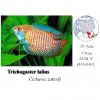 Čichavec zakrslý / Trichogaster lalius