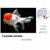 Závojnatka / Carassius auratus "red cap"