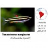 Drobnoústka trpasličí / Nannostomus marginatus