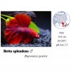 Bojovnice pestrá - samec / Betta splendens