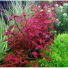 Ludwigia sp. mini super red