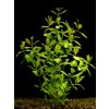 Hygrophila polysperma daho