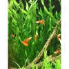 Vallisneria Corksrew