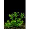 Microsorium sp. Windelov