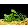 Anubias barteri var. nana