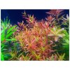 Rotala sp. Vietnam H´ra