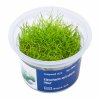 3800 Eleocharis acicularis Mini top