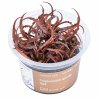 3000 Cryptocoryne spiralis Red top