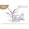 Aqua Art Cryptocoryne spiralis Red in-vitro