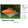 Mečovka mexická Red / Xiphophorus helleri