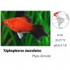 Plata skvrnitá WG / Xiphophorus maculatus