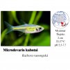 Razbora ranongská / Microdevario kubotai