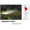 Xiphophorus helleri green