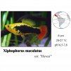Plata skvrnitá / Xiphophorus maculatus var. Hawai