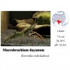 Krevetka čokoládová / Macrobrachium dayanum