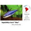 Tetra královská / Inpaichthys kerri "blue"