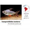Prochilodus stuhovitý / Semaprochilodus taeniurus Red fin
