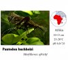 Motýlkovec africký / Pantodon buchholzi