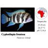 Cyphotilapia frontosa1