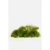 ceratophyllum demersum