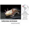 axolotl mexicky1