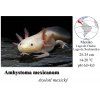 Axolotl1