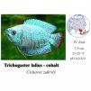 Trichogaster lalius cobalt