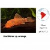 Ancistrus sp. orange