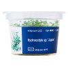 4900 Hydrocotyle sp.'Japan' front