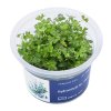 4900 Hydrocotyle sp.'Japan' top