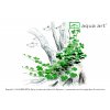 4900 Hydrocotyle sp.'Japan'