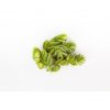 salvinia natans vanicka
