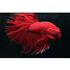 Bojovnice pestrá - samec Crown tail /Betta splendens