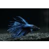 Bojovnice pestrá - samec Crown tail /Betta splendens