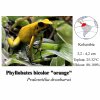 Phyllobates bicolor