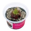 Pinguicula Red Hybride2