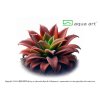 Pinguicula Red Hybride1
