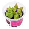 Pinguicula Red Starfish2
