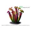 Sarracenia flava var atropurpurea1