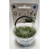 EASY GROW 17 Cryptocoryne parva