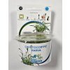 EASY GROW 17 Cryptocoryne parva