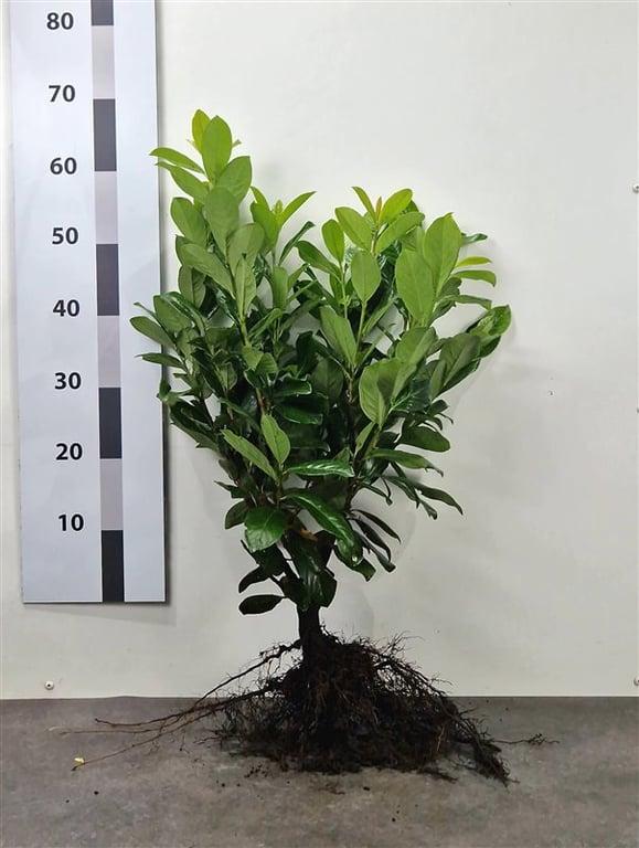 Vavrínovec NOVITA 60–80 cm