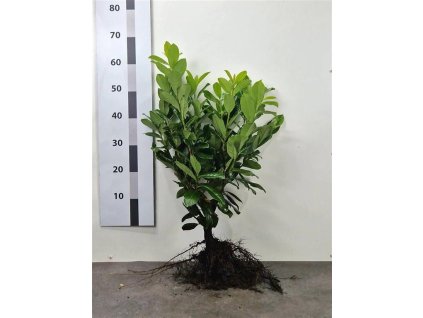 Prunus laurocerasus Novita 40 50 W L 1024x1024@2x