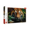 Puzzle Divoký Tygr 1000 dílků 68,3x48cm v krabici 40x27x6cm