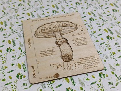 Stavba houby muchomůrky - puzzle
