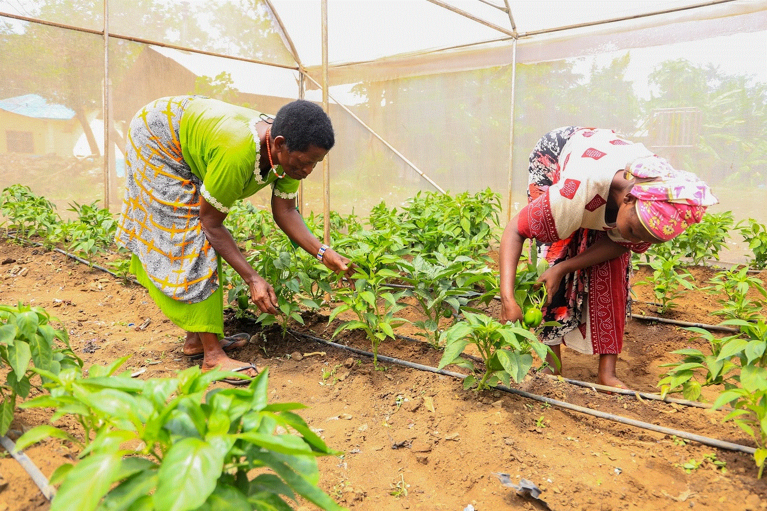 Thanks to Greenhouses, Women Not Only Grow Crops but Also Hope for a Better Life