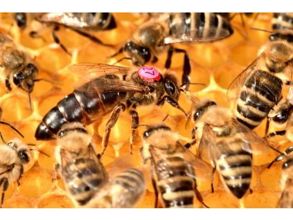 bees 5480566 640