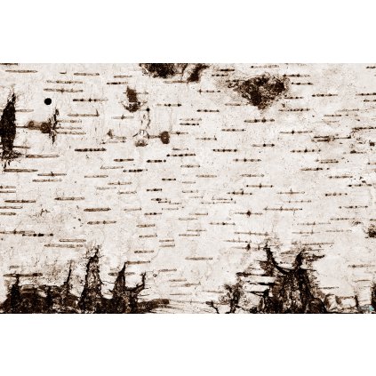 Jedlý papír  BŘÍZA (● velikost formát A4 (25x20cm) ☝, ● materiál FONDÁNOVÝ DECORLIST ✴️)