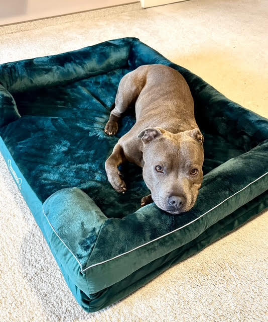 Gucci petrolejový pelíšek