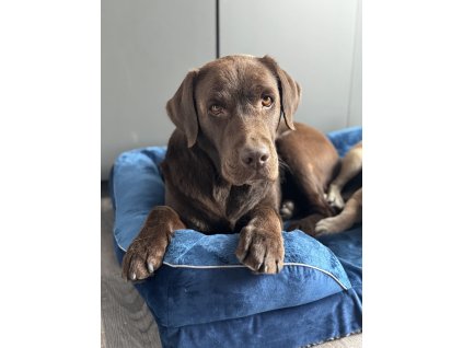 Ortopedický antialergický pelíšek - vel. M